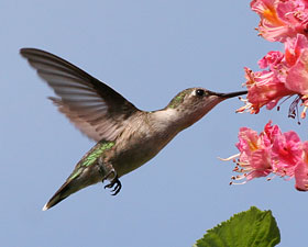Humming Hummingbirds, None This Year