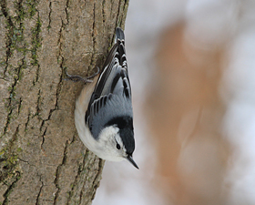 White Breasted Nuthatch, Found At The Sheppard’s Bush Conservation Area