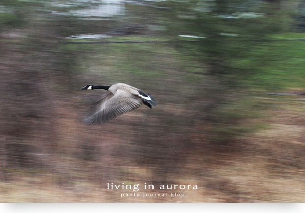 Birding, Town of Aurora, Ontario