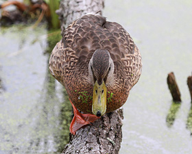 PLEASE Do Not Feed This Duck, That Duck, Any Duck In The Pond