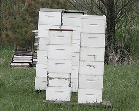 Beehives, You Will Not Find Them ON Town Facilities