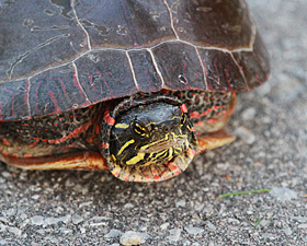 Road Kill? Not This Time Turtle