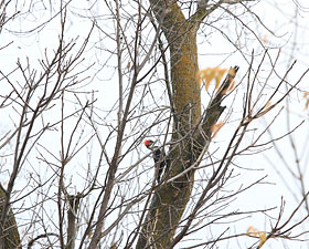Pileated Woodpecker, Wow Still Around