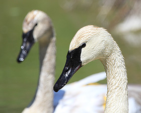 Trumpeter Swans in Aurora, Visit To Harry Lumsden’s Pond