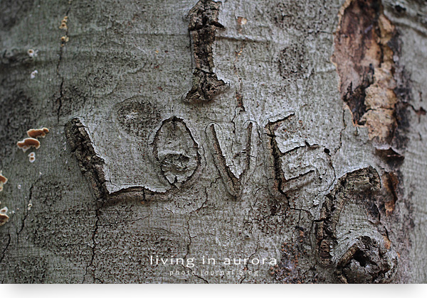 Engraved Love, Case Woodlot Trail, Aurora