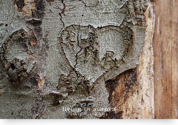 Engraved Heart, Case Woodlot Trail, Aurora
